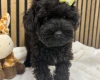 Schnoodle