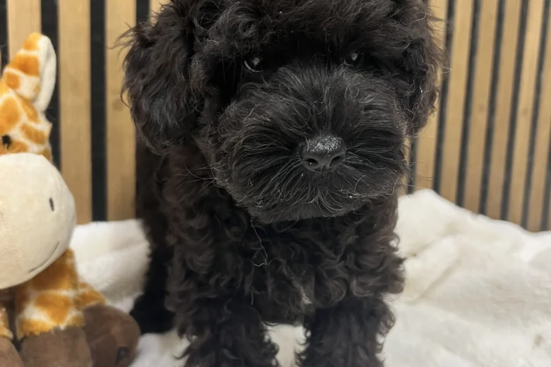 Schnoodle