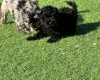 Schnoodle