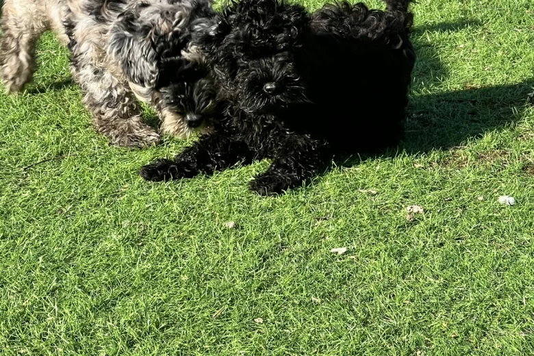 Schnoodle