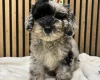 Schnoodle