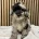 Schnoodle