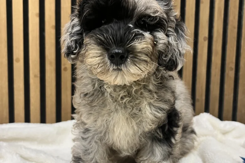 Schnoodle