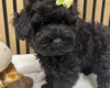 Schnoodle