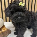 Schnoodle