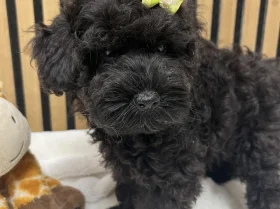 Schnoodle
