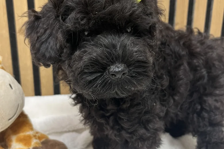 Schnoodle
