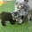 Schnoodle