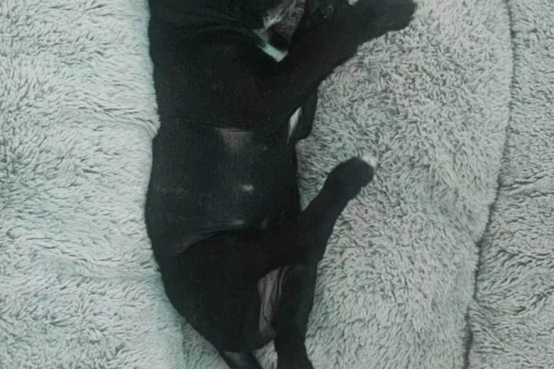 Cane Corso