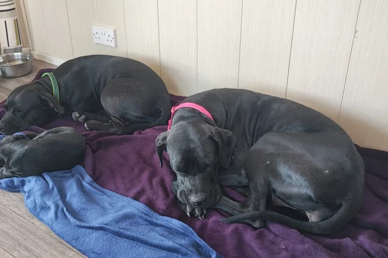 Cane Corso