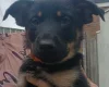 German Shepherd (Alsatian)