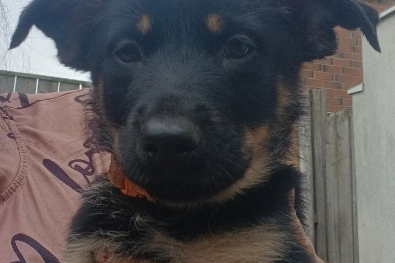 German Shepherd (Alsatian)