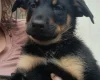 German Shepherd (Alsatian)