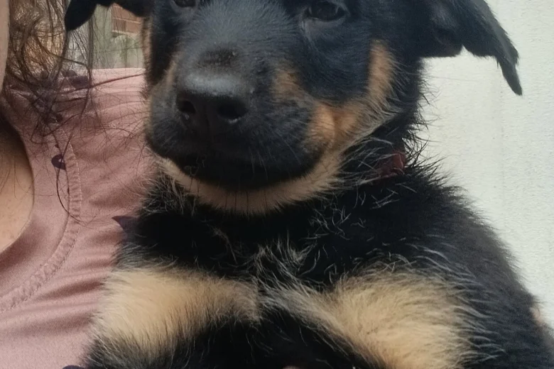 German Shepherd (Alsatian)
