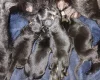 German Shepherd (Alsatian)