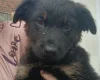 German Shepherd (Alsatian)