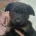 German Shepherd (Alsatian)