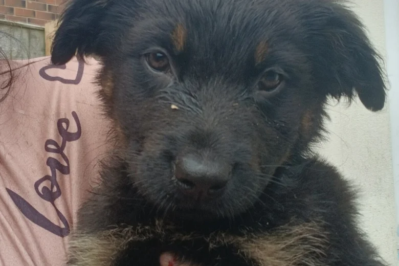 German Shepherd (Alsatian)
