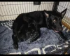 German Shepherd (Alsatian)