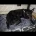 German Shepherd (Alsatian)