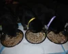German Shepherd (Alsatian)