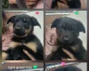 German Shepherd (Alsatian)