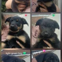 German Shepherd (Alsatian)