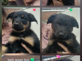 German Shepherd (Alsatian)