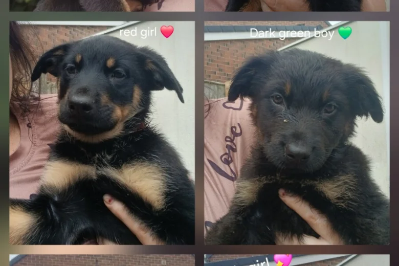 German Shepherd (Alsatian)