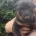 German Shepherd (Alsatian)
