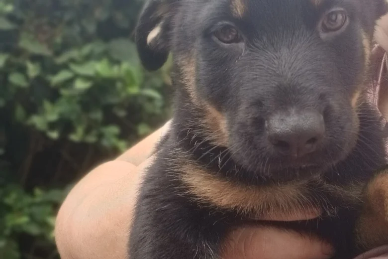 German Shepherd (Alsatian)