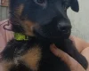 German Shepherd (Alsatian)