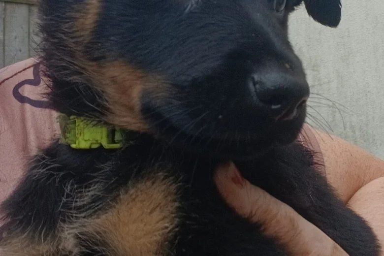 German Shepherd (Alsatian)