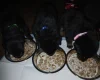 German Shepherd (Alsatian)