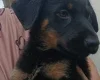 German Shepherd (Alsatian)