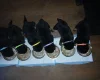 German Shepherd (Alsatian)