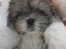 Shih Tzu