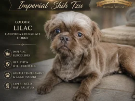 Shih Tzu