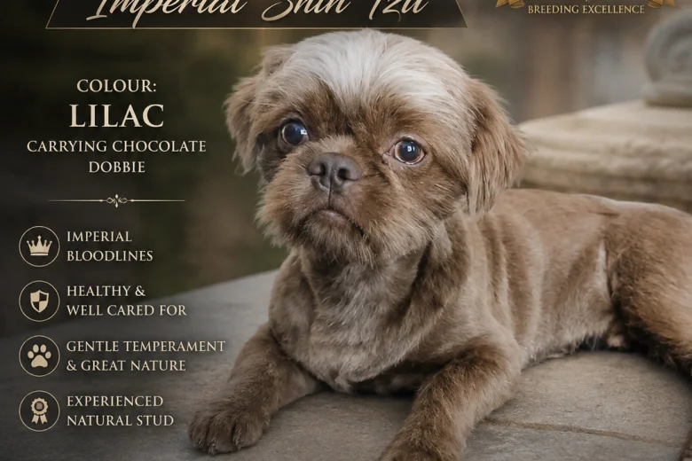Shih Tzu