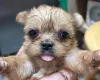 Shorkie
