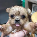 Shorkie