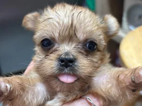 Shorkie