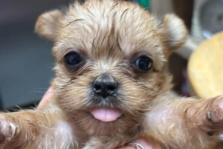 Shorkie