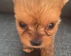 Shorkie