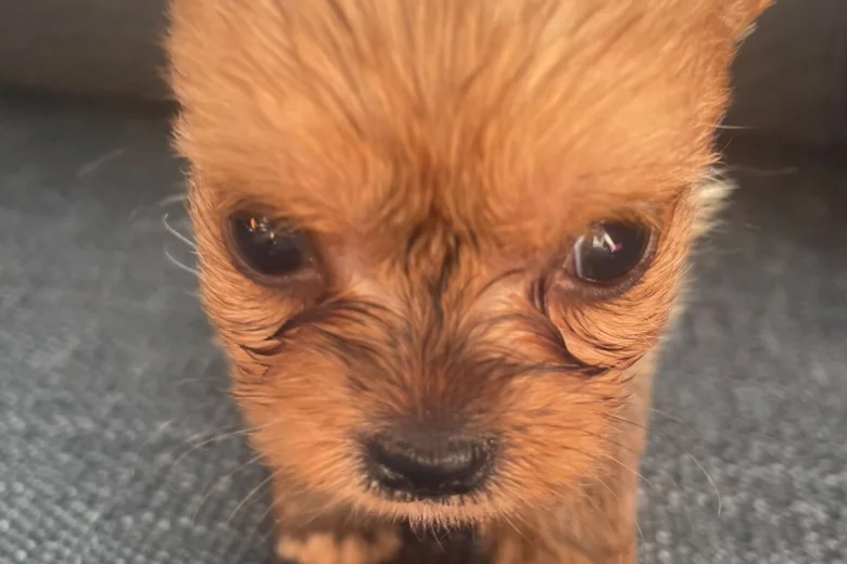 Shorkie