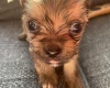 Shorkie