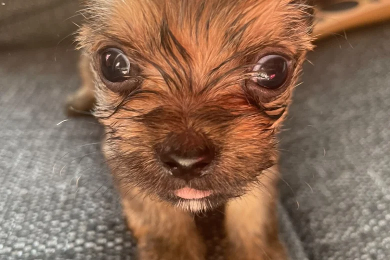 Shorkie