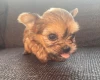 Shorkie