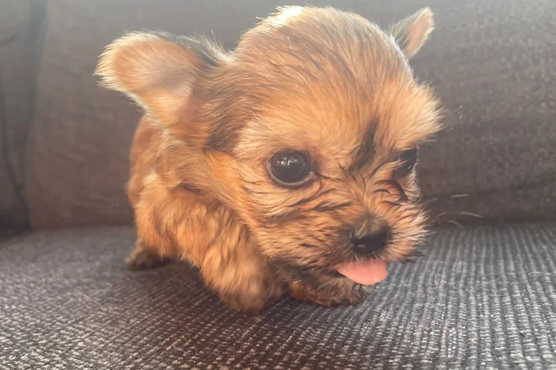 Shorkie