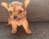 Shorkie